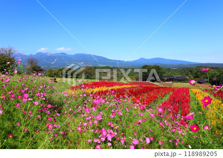 鶏頭畑とコスモスと那須連山の秋景色（那須フラワーワールド） 118989205