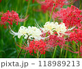 曼珠沙華 118989213