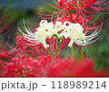 曼珠沙華 118989214