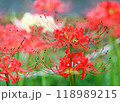 曼珠沙華 118989215