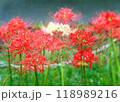 曼珠沙華 118989216