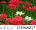 曼珠沙華 118989217