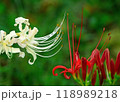 曼珠沙華 118989218