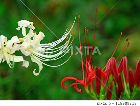 曼珠沙華 118989218