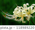 曼珠沙華 118989220