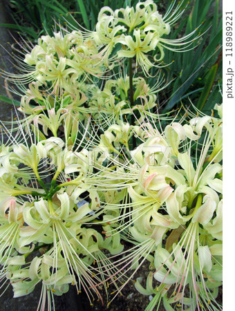 曼珠沙華 118989221