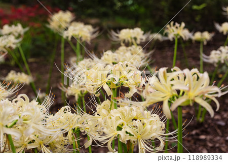 白い曼珠沙華の咲く風景 白い曼珠沙華の咲く風景 118989334