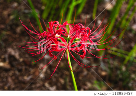 曼珠沙華一輪 曼珠沙華一輪 118989457
