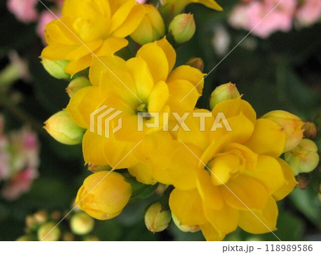 黄色のカランコエの花のアップ 118989586