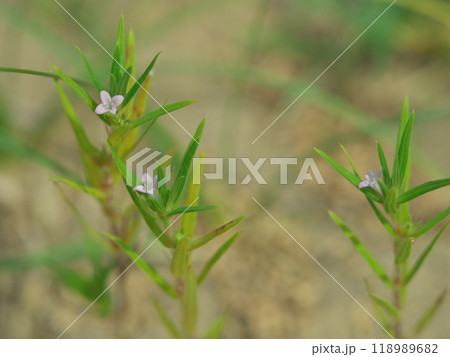 鳥取砂丘西側エリアの鳥取砂丘フィールドハウスそばに咲くオオフタバムグラ 118989682