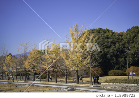 紅葉したイチョウの並木道 118989722