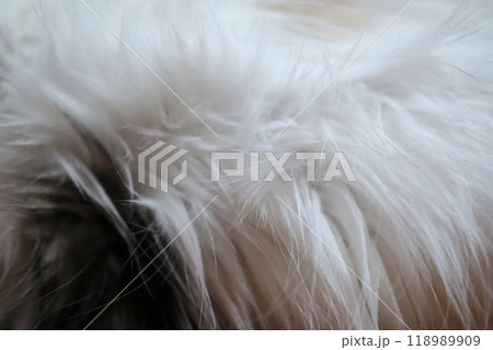 Cat fur texture, close-up. Mixed breed cat between Maine Coon and Scottish Fold. 118989909