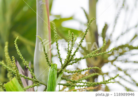 seed of betel palm or betel nut or seed of palm 118989946
