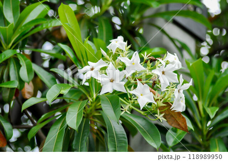 Cerbera Odollam Gaertn or Apocynaceae or pong pong and flowers Cerbera Odollam Gaertn or Apocynaceae or pong pong and flowers 118989950