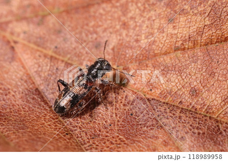 生き物　昆虫　リュウキュウダンダラカッコウムシ、葡萄色と黒の塗分け。大きさは五ミリちょっと 118989958