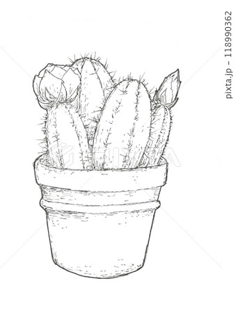 花が付いたサボテンの鉢植え 118990362