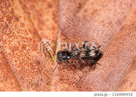 生き物　昆虫　リュウキュウダンダラカッコウムシ、上翅の塗分けはくっきり。黒い所にはほぼ毛が無さそう 118990458