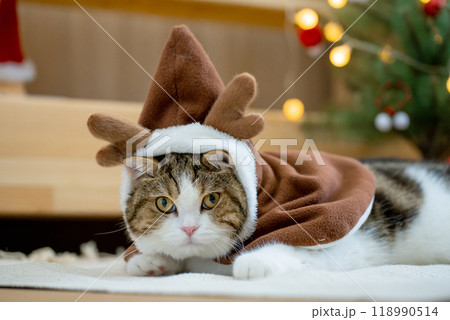 scottish tabby cat in christmas theme cloth during play with new year gift and christmas tree scottish tabby cat in christmas theme cloth during play with new year gift and christmas tree 118990514