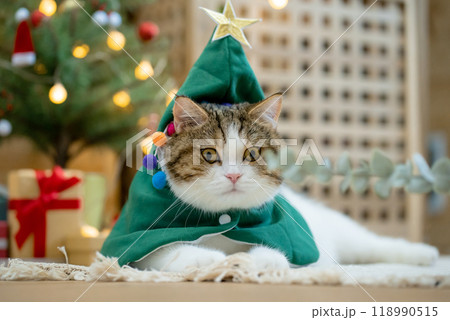 scottish tabby cat in christmas theme cloth during play with new year gift and christmas tree 118990515