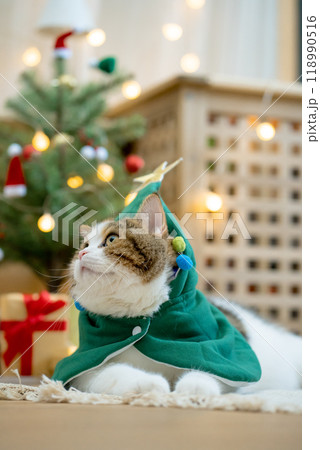 scottish tabby cat in christmas theme cloth during play with new year gift and christmas tree scottish tabby cat in christmas theme cloth during play with new year gift and christmas tree 118990516