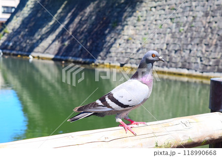 【続日本百名城】福井城 【続日本百名城】福井城 118990668