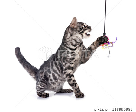 bengal kitten in studio bengal kitten in studio 118990989