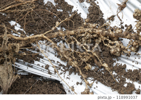 オクラ栽培終了後の根の様子 オクラ栽培終了後の根の様子 118991037