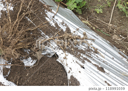 オクラ栽培終了後の根の様子 118991039