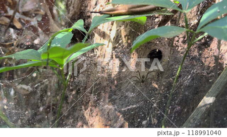 Close-up of Spider Retreating into Web Tunnel Quickly 118991040