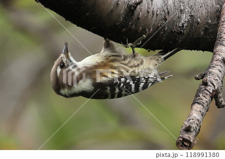 コゲラ コゲラ 118991380