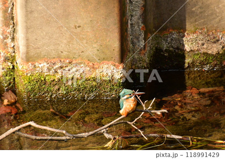 小枝に泊まるカワセミ 118991429