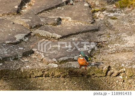 カワセミ 見つめる カワセミ 見つめる 118991433