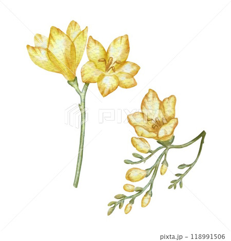 Yellow freesia flowers, blossoming branch. Watercolor illustration in vintage style. For design and printing of packaging, labels for women's products, perfumes, cosmetics, shampoos, soaps, cutlery. Yellow freesia flowers, blossoming branch. Watercolor illustration in vintage style. For design and printing of packaging, labels for women's products, perfumes, cosmetics, shampoos, soaps, cutlery. 118991506