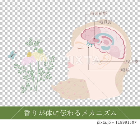 香りが体に伝わるメカニズム 118991507