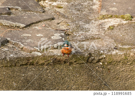 カワセミ カワセミ 118991685