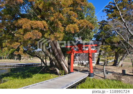 【神奈川県】厳島湿生公園 118991724