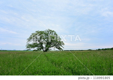 ハルニレの木 ハルニレの木 118991805