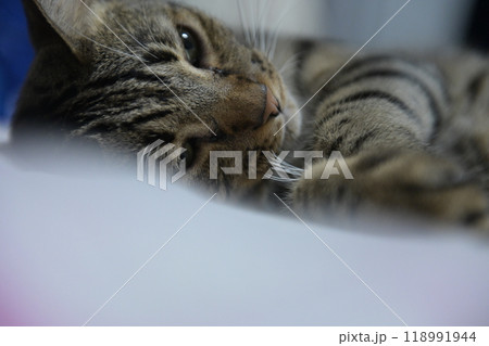tabby cat on bed relax tabby cat on bed relax 118991944