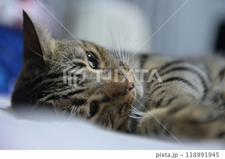 tabby cat on bed relax tabby cat on bed relax 118991945