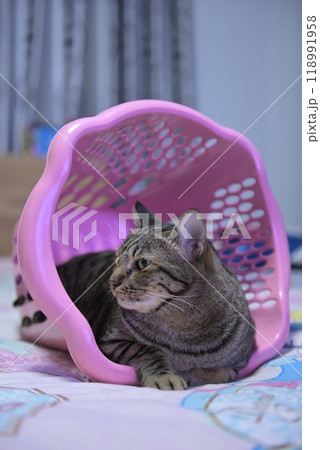 The cat is in the laundry basket. The cat is in the laundry basket. 118991958