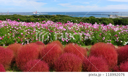 秋 国営ひたち海浜公園のコキア紅葉コスモスと常陸那珂港 秋 国営ひたち海浜公園のコキア紅葉コスモスと常陸那珂港 118992076