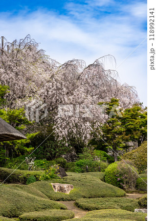 京都枝垂れ桜の名所、退蔵院 京都枝垂れ桜の名所、退蔵院 118992141