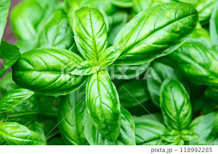 Basil leaves background photography 118992285