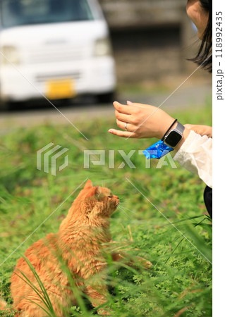 餌をおねだりする猫 餌をおねだりする猫 118992435