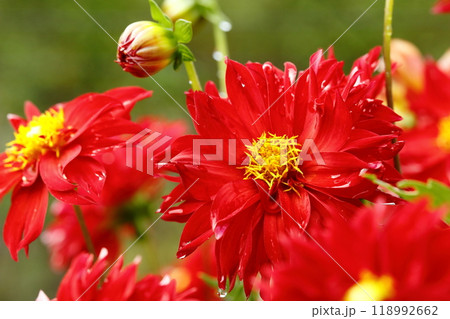 満開のダリア 118992662