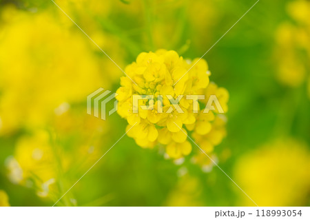 黄色い菜の花の花畑、クローズアップ 118993054