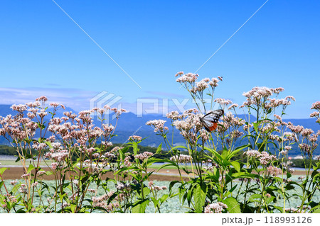 アサギマダラとフジバカマ 118993126