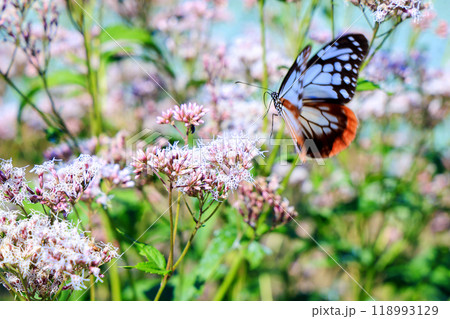 飛翔する浅葱斑 118993129