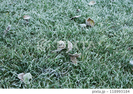 Grass in the garden covered with frost after a night cold snap. 118993184