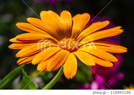 Marigold flower in sunlight with summer background. Marigold flower in sunlight with summer background. 118993198